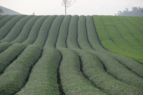 春天绿色茶园风景图片